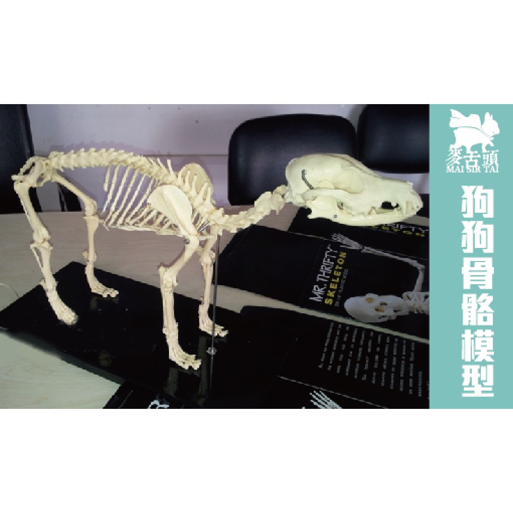 麥舌頭狗狗骨骼模型寵物骨科器械狗骨骼標本模型動物狗犬骨架狗骨骼解剖組合獸用 蝦皮購物