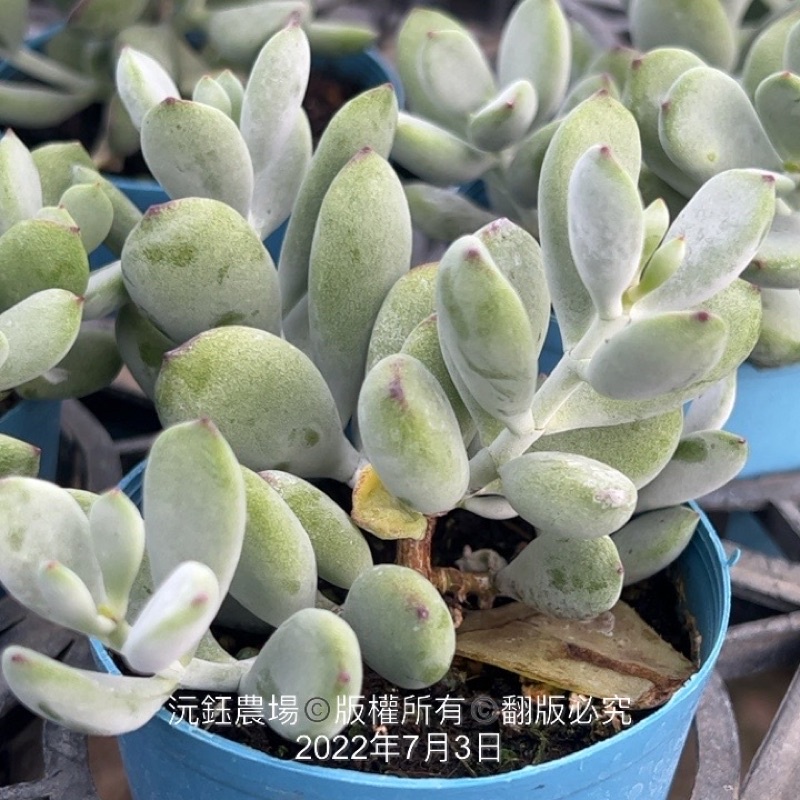 沅鈺農場多肉植物雪木福娘 露養植物有葉傷 蝦皮購物