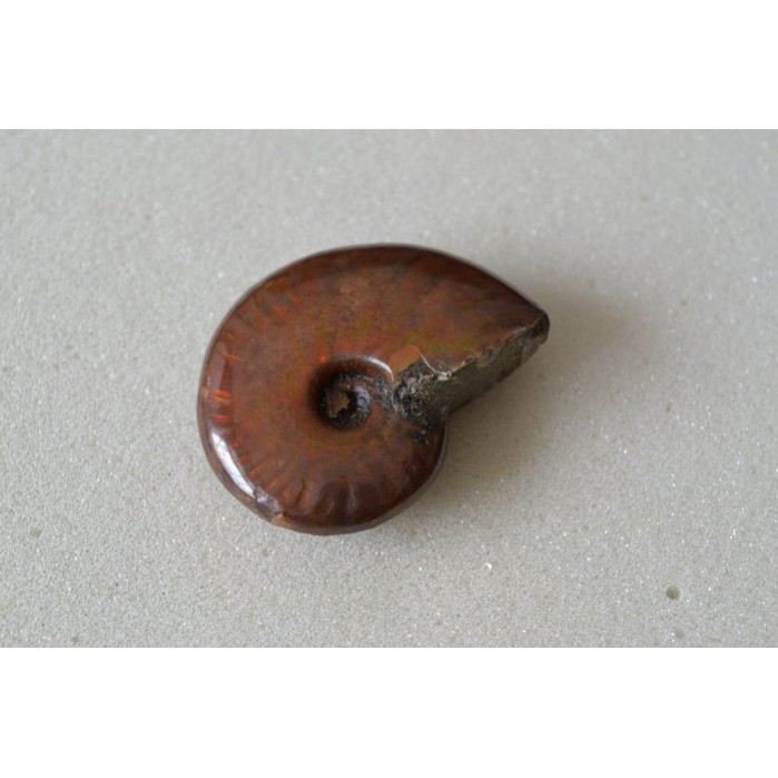 0737斑彩螺菊石化石鸚鵡螺高級品