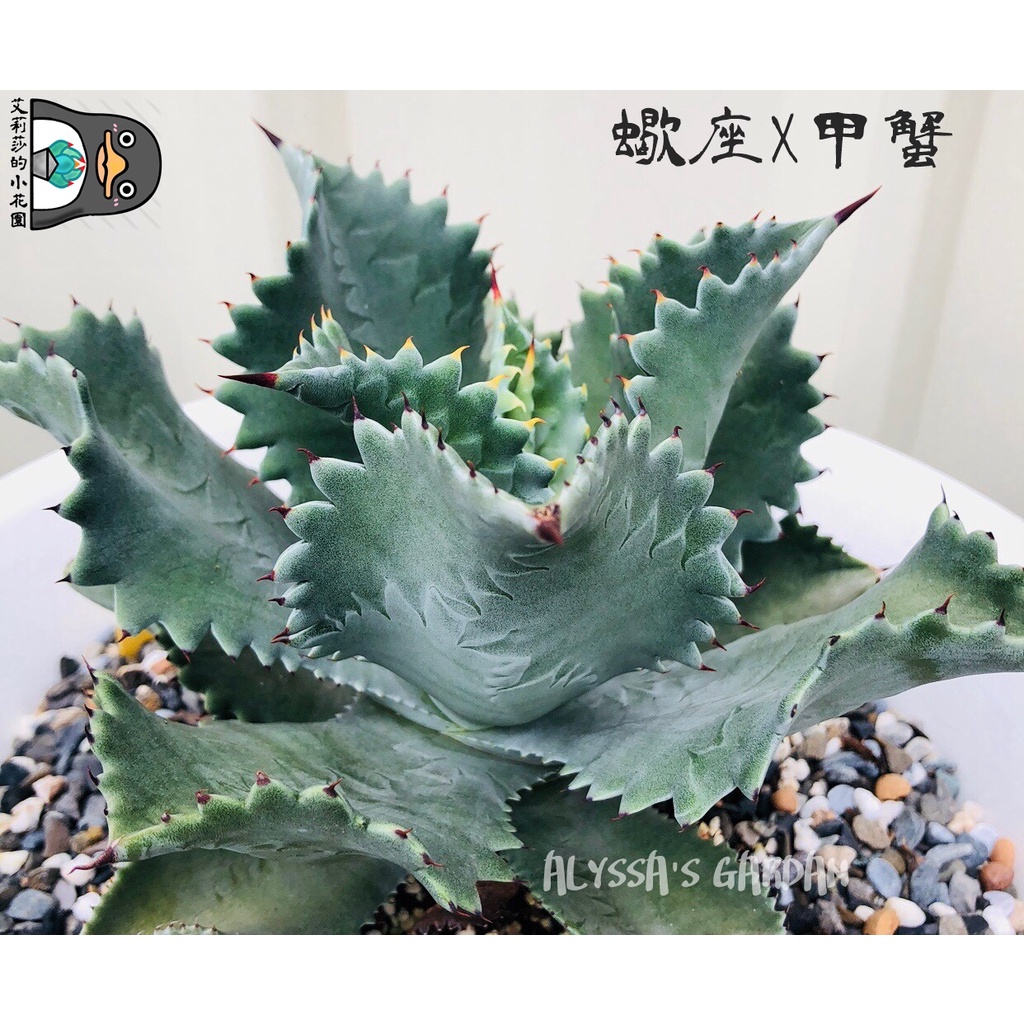 【艾莉莎的小花園】🌵Agave Hyb.蠍座x甲蟹 交種/販售側芽🌵AGAVE/龍舌蘭/多肉植物