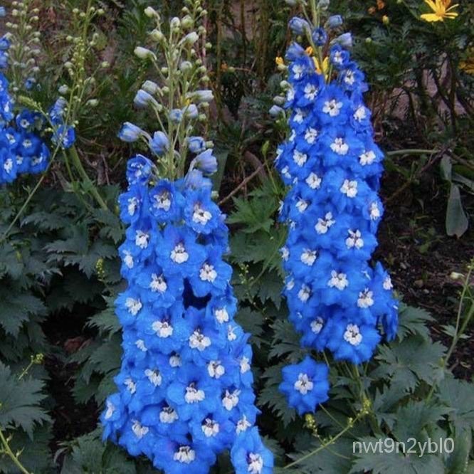 年年豐種業 慧慧花卉大花飛燕草庭院花卉植物種子大花飛燕草種子室外花草花卉種子璇卉4ibo 蝦皮購物