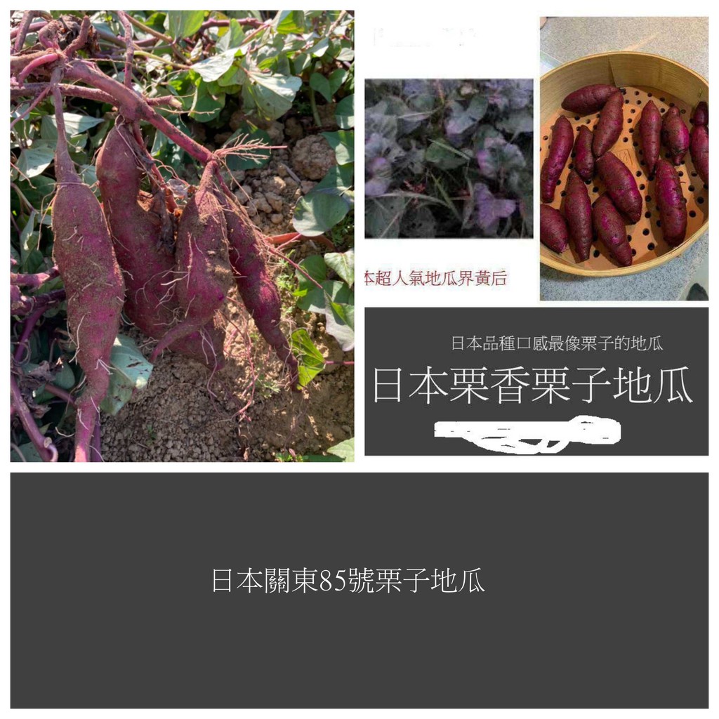 栗子地瓜 優惠推薦 2021年12月 蝦皮購物台灣