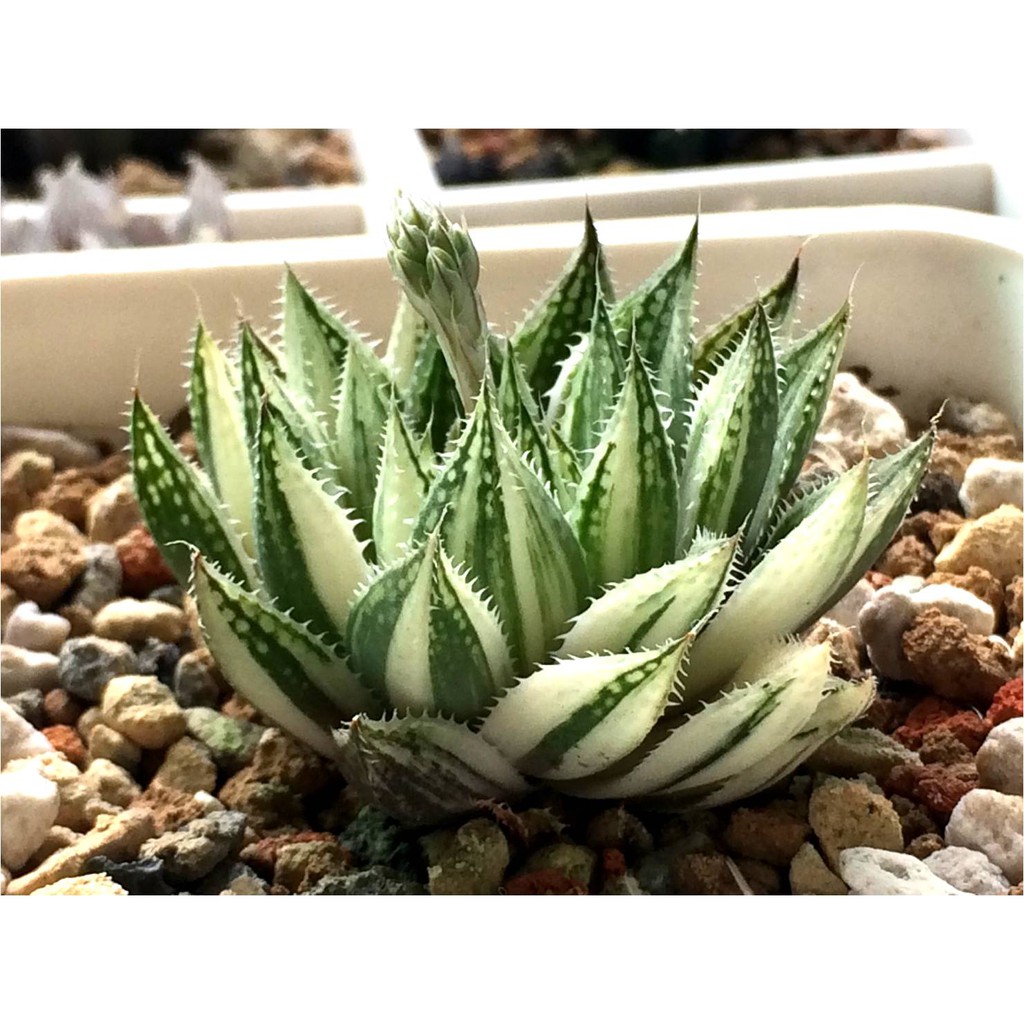 多肉植物 百合科 十二卷屬 Haworthia 氣泡壽錦