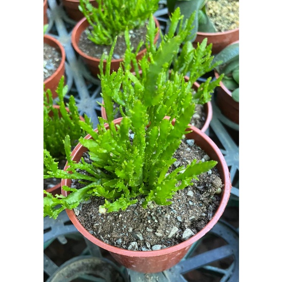 3寸盆 姬曇花 姬月下美人 仙人掌 美化綠化盆栽 觀賞植物