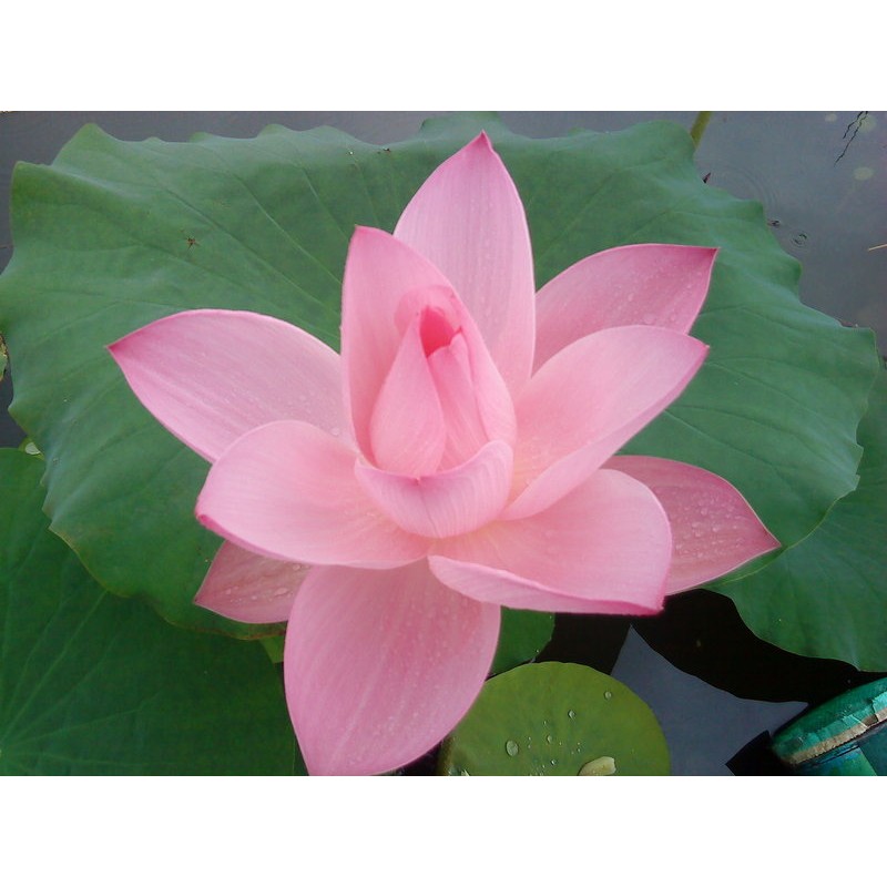 時花 大賀蓮蓮花 荷花蓮蓬已乾燥1朵30 蓮子10顆150元 蝦皮購物