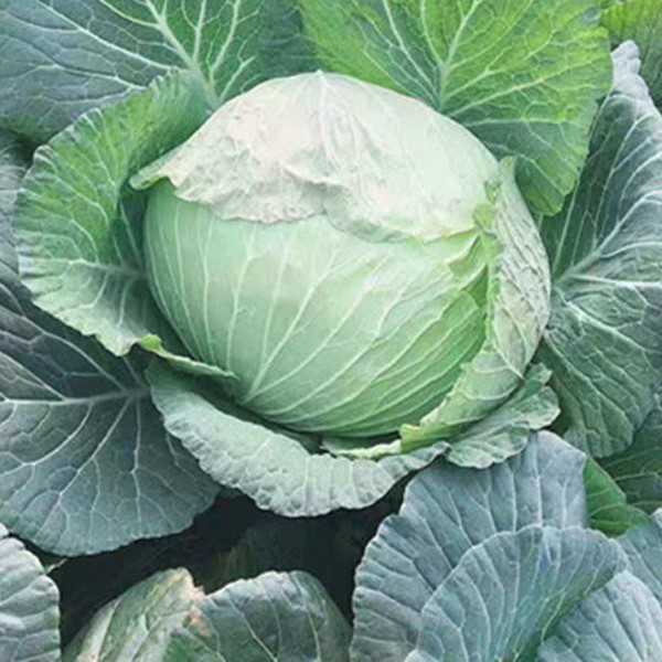 花花仙子園藝 甘藍種子包菜卷心菜籽養生菜四季蔬菜 蝦皮購物