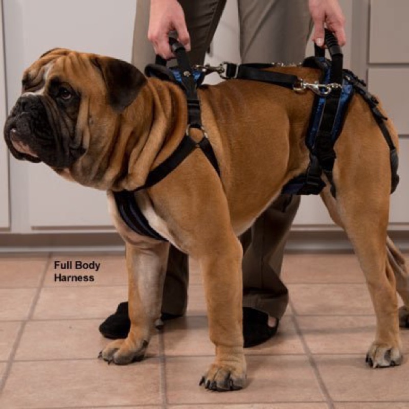 9成新二手寵物全身介護用前後腿輔助帶 L號 大型犬超大型犬33kg 59kg狗用輔助帶 前腿提帶後腿提帶
