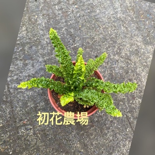 初花農場2店｜細葉蕾絲蕨｜3寸盆｜觀葉植物｜