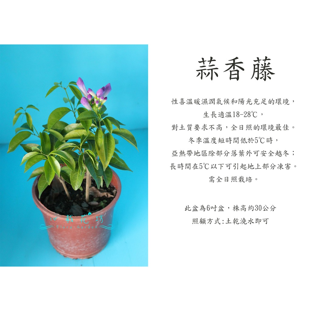 心栽花坊-蒜香藤/6吋/開花植物/蔓性/藤本/藤蔓/售價150特價120