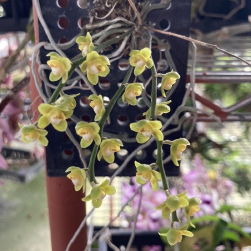 限量 泰國大蜘蛛蘭chilo.parishii 綠黃色 濃甜香  蘭花 orchid 賣完即斷貨