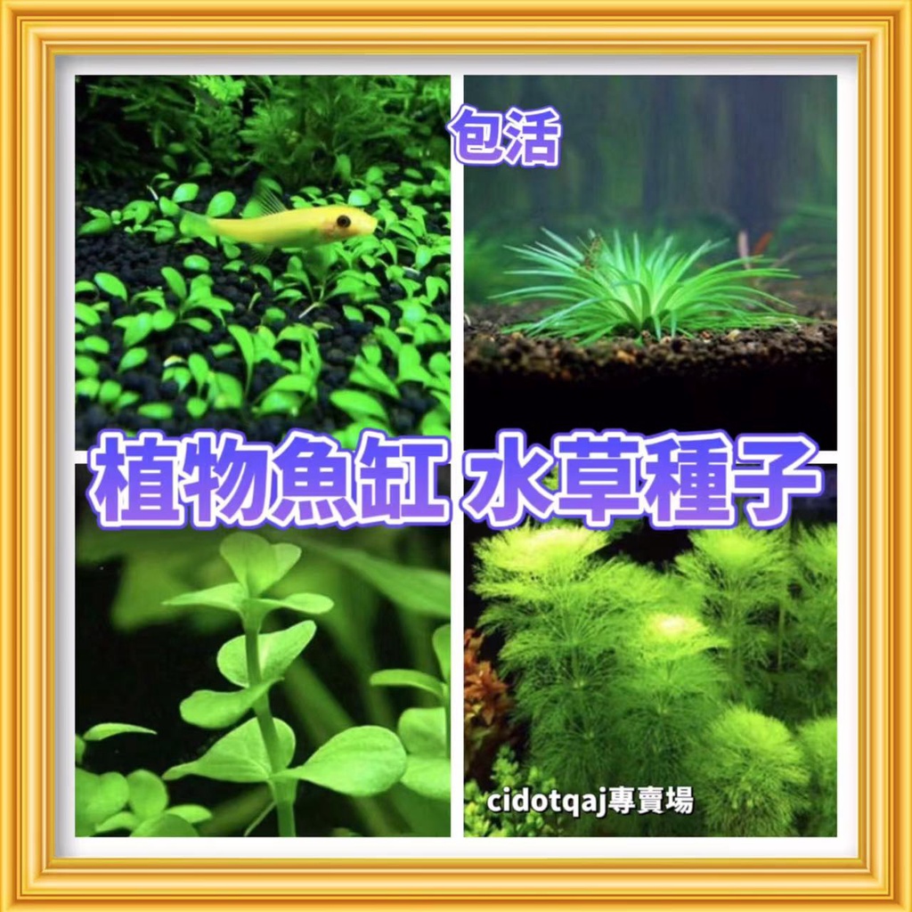 台灣 桃園專賣園 百分之99發芽率水草種子植物魚缸水槽種籽速成水草種子造景水草種子爬地矮大對葉小對葉牛毛草