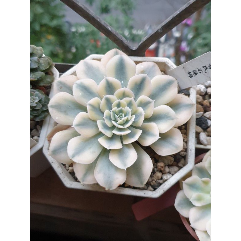 多肉魯氏石蓮錦4 5吋盆 蝦皮購物