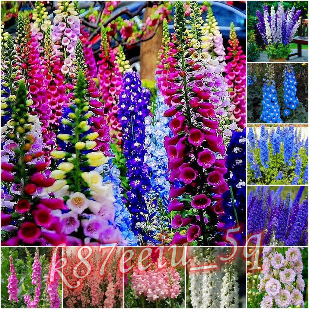 飛燕草 優惠推薦 22年10月 蝦皮購物台灣