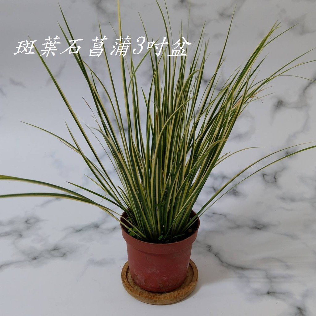 斑葉石菖蒲斑葉水箭草金邊石菖蒲水生植物藥用植物室內植物淨化空氣觀葉植物觀賞植物 苔苔樂 蝦皮購物