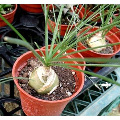 哨兵花3寸盆塊根植物多肉植物綠化觀賞植栽室內外植物觀賞療癒植栽 蝦皮購物