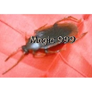 [MAGIC 999] 整人玩具 魔術 ~嚇人的小蟑螂= =!!逼真到連蟑螂都愛~5NT.