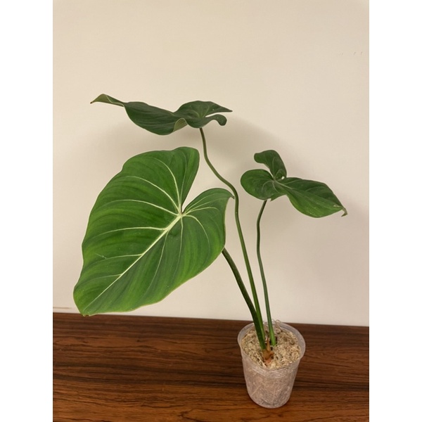 philodendron gloriosum 錦緞蔓綠絨（天南星、雨林）