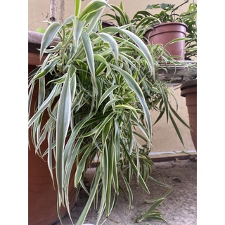 折鶴 優惠推薦 22年11月 蝦皮購物台灣