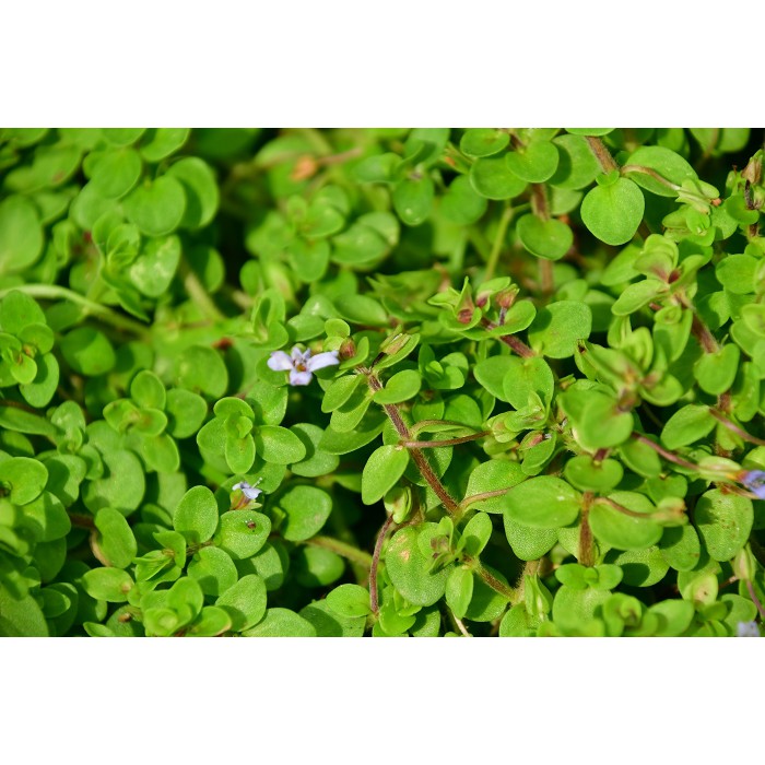 高仿錶 Ac草影 紫豔虎耳 三株 深紫虎耳 超紫虎耳 紫艷虎耳水草 I Position 優惠推薦 21年10月 蝦皮購物台灣