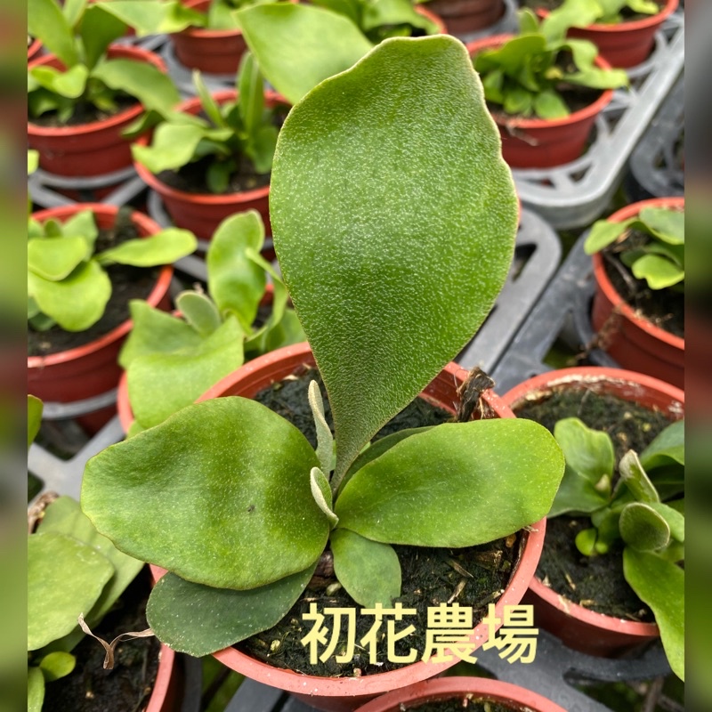 初花農場2店｜鹿角蕨｜普鹿｜3寸盆｜觀葉植物｜～定價200特價150