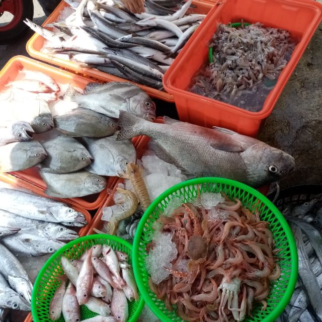 免運費 防疫魚蝦隨機箱 00 蝦皮購物