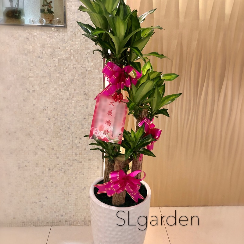 樹林種花園 實體店面經營 巴西鐵樹送禮盆栽 喬遷 榮升 榮任 室內植物 觀葉植物 台北產地直送 蝦皮購物