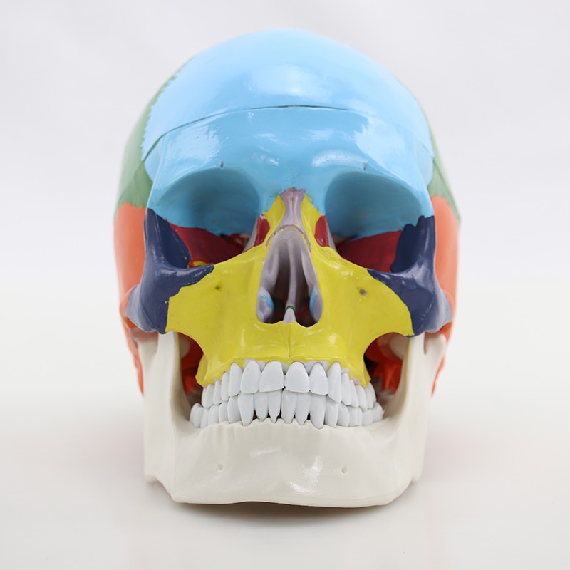人體彩色頭骨模型模擬頭顱口腔頜面美容微整頭醫學模型