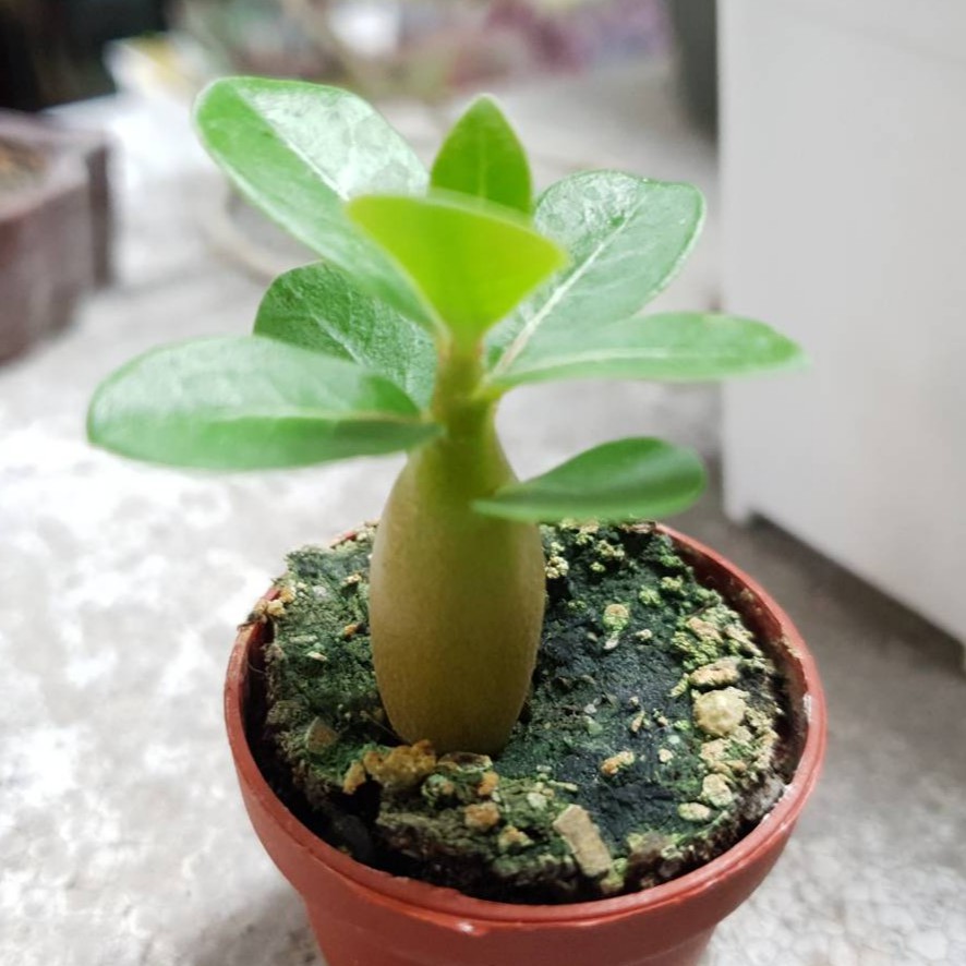Find X 找肉沙漠玫瑰多肉植物 蝦皮購物