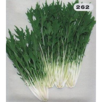 蔬菜種子s157 早生京水菜 全年可種植 以春天到秋天種植生長最好 分枝性非常強 生育旺盛 栽培容易 蝦皮購物