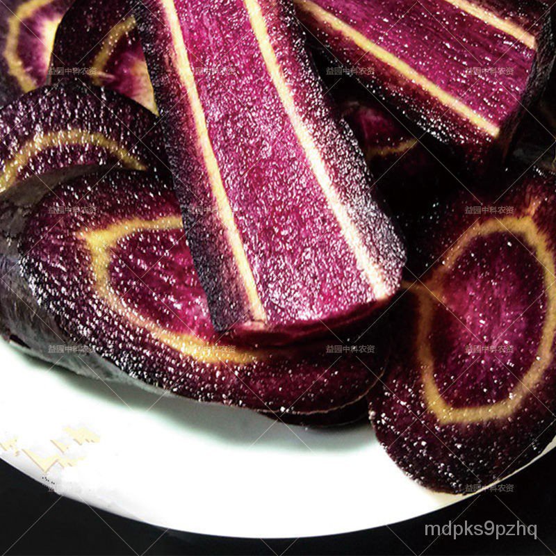 紫胡蘿蔔種子胡蘿蔔種子 黃珊瑚胡蘿蔔種子 黃胡蘿蔔種子 蘿蔔籽 紫參胡蘿蔔種子 蔬菜種子