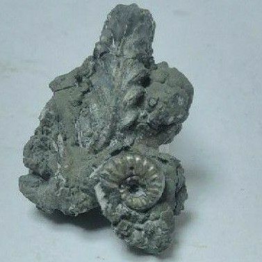 【化石的家】德國黃鐵礦化雙勒菊石化石