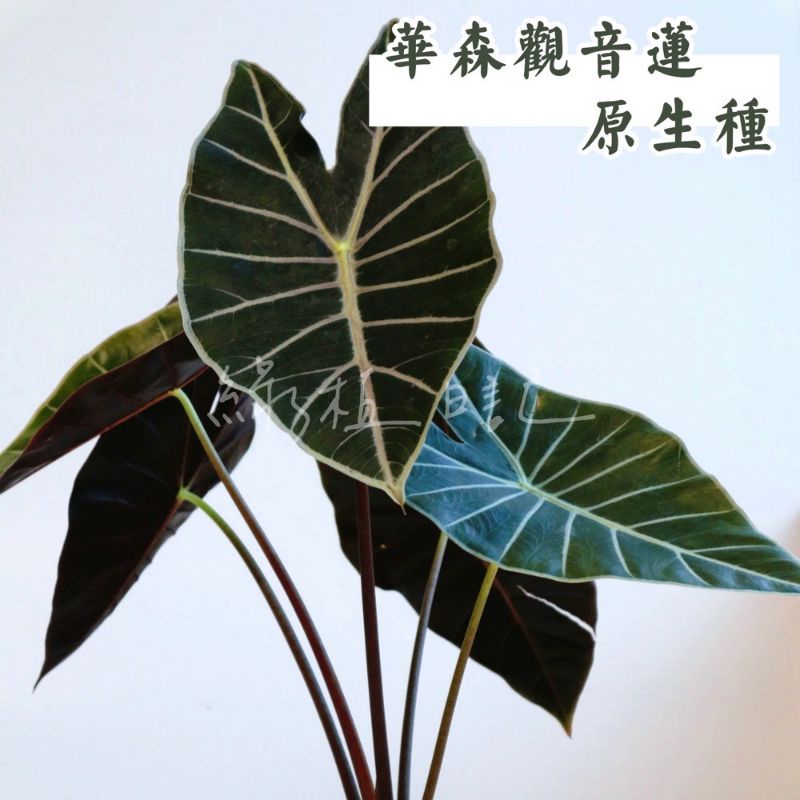 | 綠植日記 | 華森觀音蓮原生種/沃森觀音蓮/Alocasia watsoniana x sib/觀葉植物/1.7吋