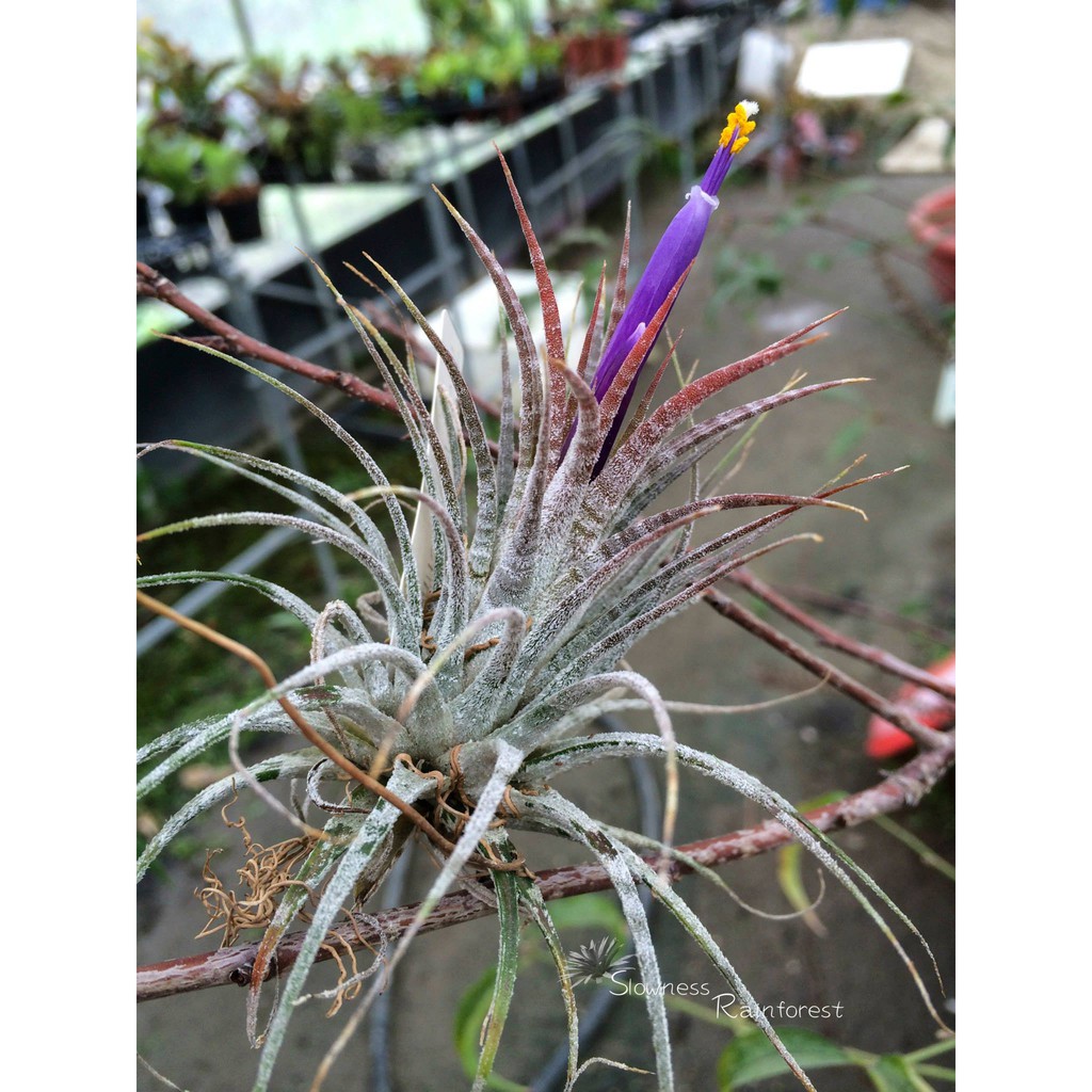 漫活雨林 Tillandsia ionantha Zebrina 斑馬小精靈 /空氣鳳梨/雨林植物/觀葉植物