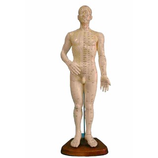 🔬實驗教具🔬 男針灸人模型 中醫 針灸模型 人體模型 48公分