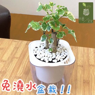 【小品文化】白雪福祿桐【現貨】4吋透明懶人盆栽 加水更方便 觀葉植物 自動吸水 水培 創意花盆 居家辦公盆花