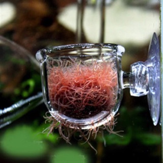 水晶蝦餵食器的價格推薦 21年6月 比價撿便宜