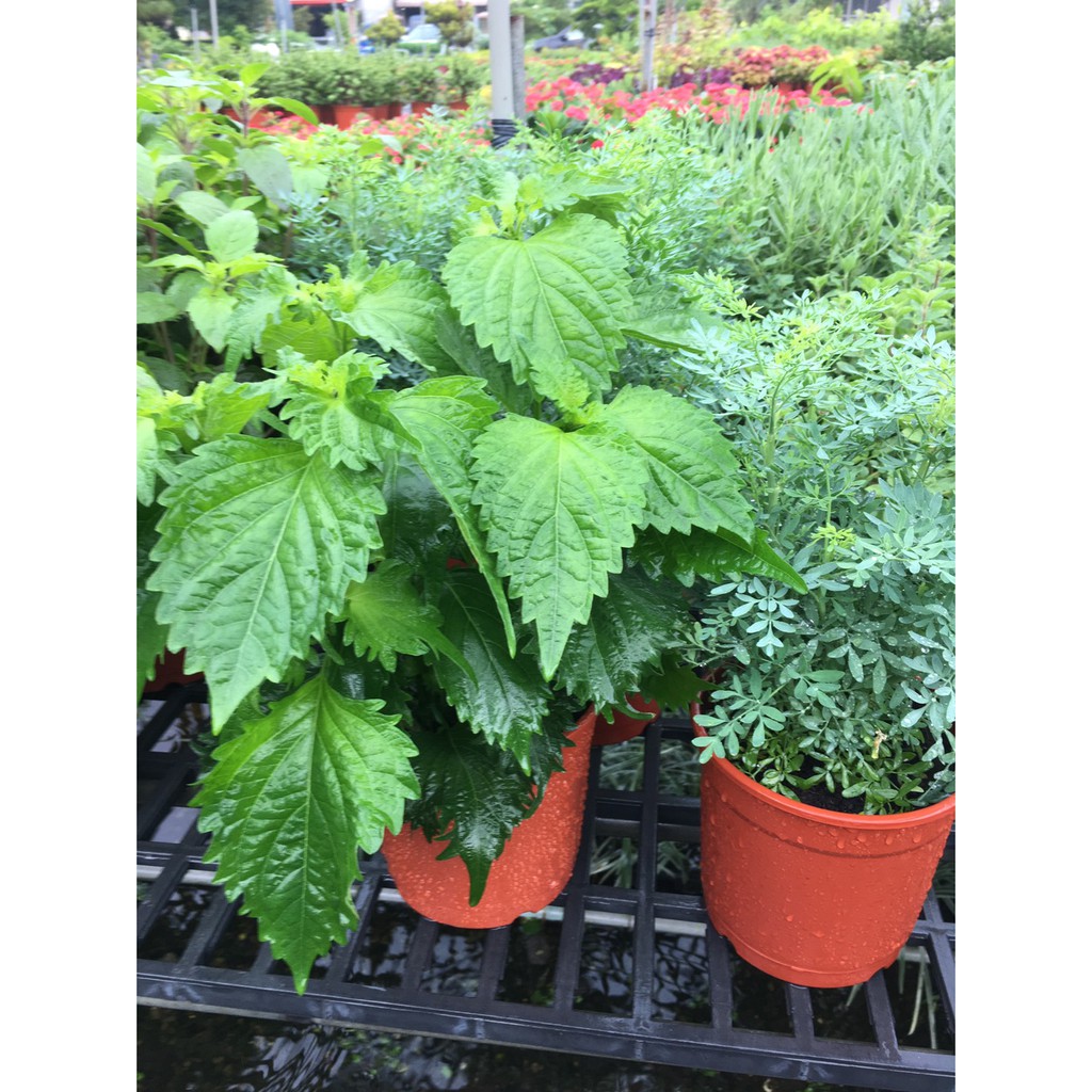 時和花坊 青紫蘇 5吋盆 蝦皮購物