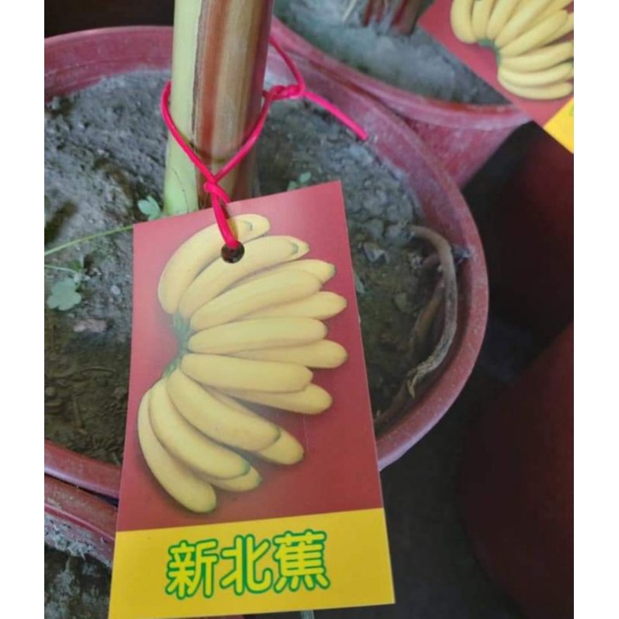 **小農之家**優質種苗「新北蕉」香甜好吃  香蕉 組培苗 高約30-50cm