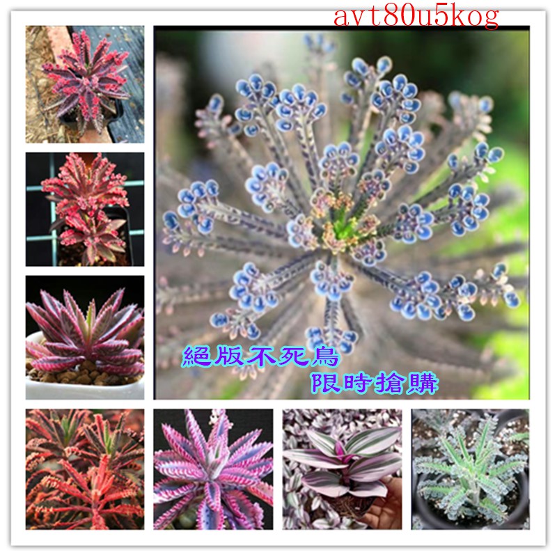 多肉 不死鳥 錦蝶 多肉 療癒小物 辦公室 小萌肉愛多肉多肉 種子 稀有品種 蝦皮購物