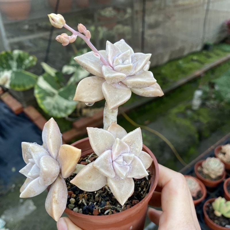 紅瓦仙肉屋朧月老欉 多肉植物 景天 一物一拍編號 157 蝦皮購物