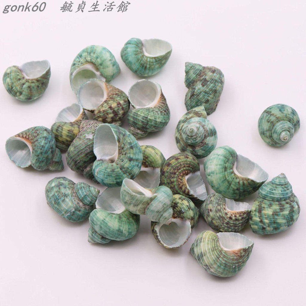 精品裝飾 天然綠螺海螺貝殼卷貝繁殖寄居蟹水族箱造景手工diy裝飾 蝦皮購物