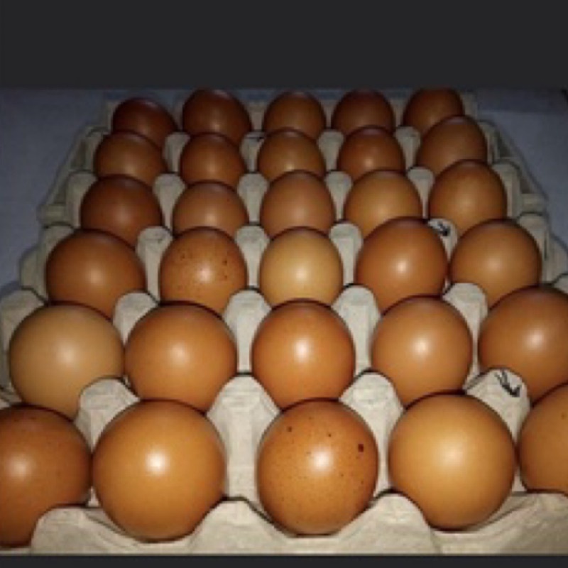 雞蛋 新鮮 營養  限量🥚新鮮放牧雞蛋🥚無抗生素👍👍