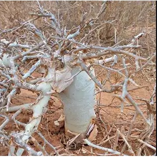 <<塊藝人生>>Commiphora holtziana 藍白皮沒藥橄欖種子 稀有