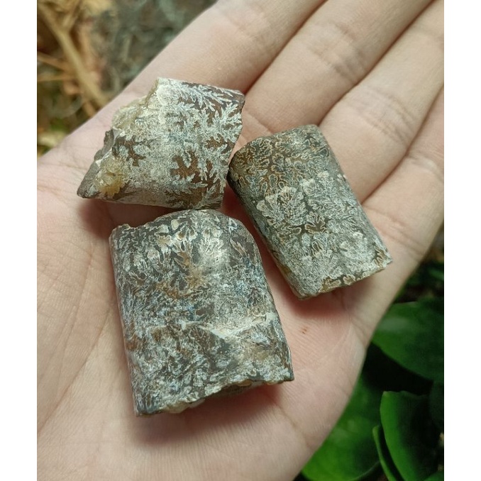 [程石] 馬達加斯加  桿菊石化石一組