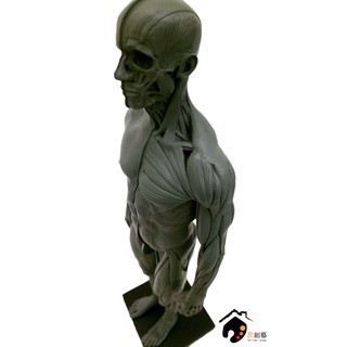藝用人體解剖模型 男性全身素體 1:6 皮膚+肌肉組織(灰色)-附底座