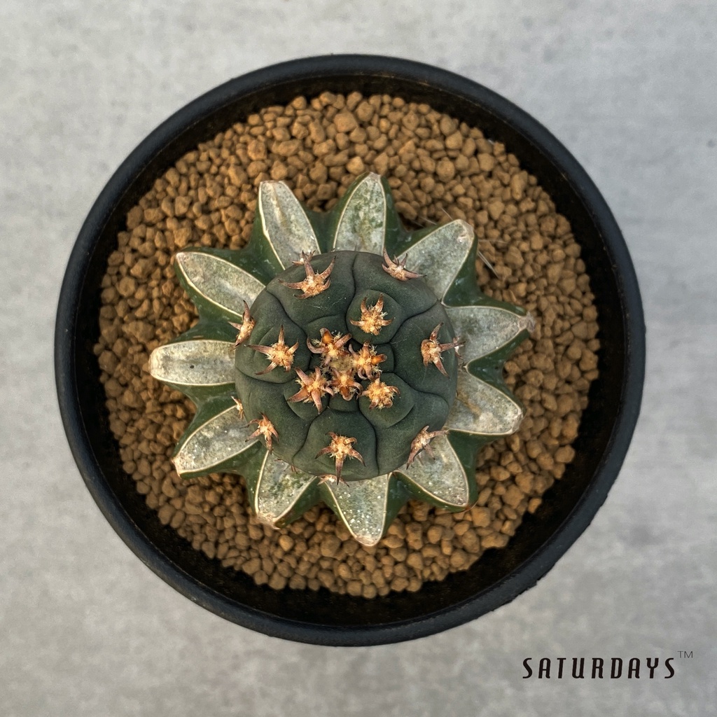 サボテン多肉植物 短太棘 天平丸 猫爪 自根