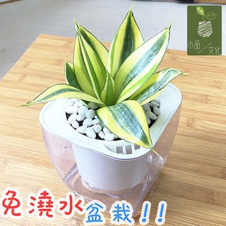 【現貨】【小品文化】虎尾蘭 4吋透明免澆水懶人盆栽 淨化空氣 加水更方便 觀葉植物 室內植物 創意花盆 居家辦公盆花