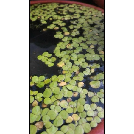 需要直接私聊 新手點進來 浮萍水草新手水草水族不需co2 水草批發批發中海水族淡水淡水水草 蝦皮購物