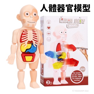 人體器官模型 /一個入 人體器官 人體構造 人體器官玩具 人體模型 人體結構 兒童玩具 醫生玩具 人體玩具