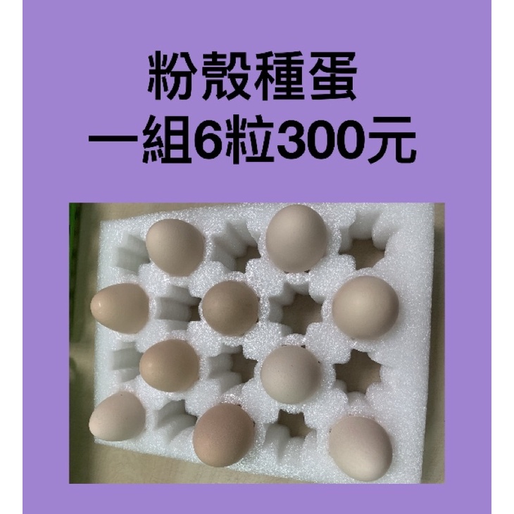 粉殻中型雞種蛋受精蛋一組6粒300元